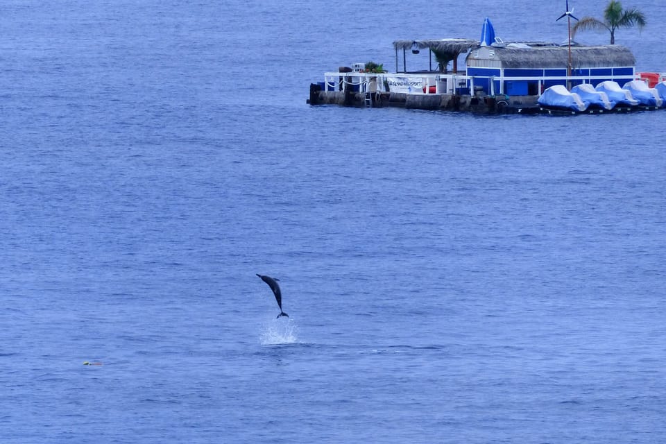 If you are lucky you can watch the dolphins playing in the bay!