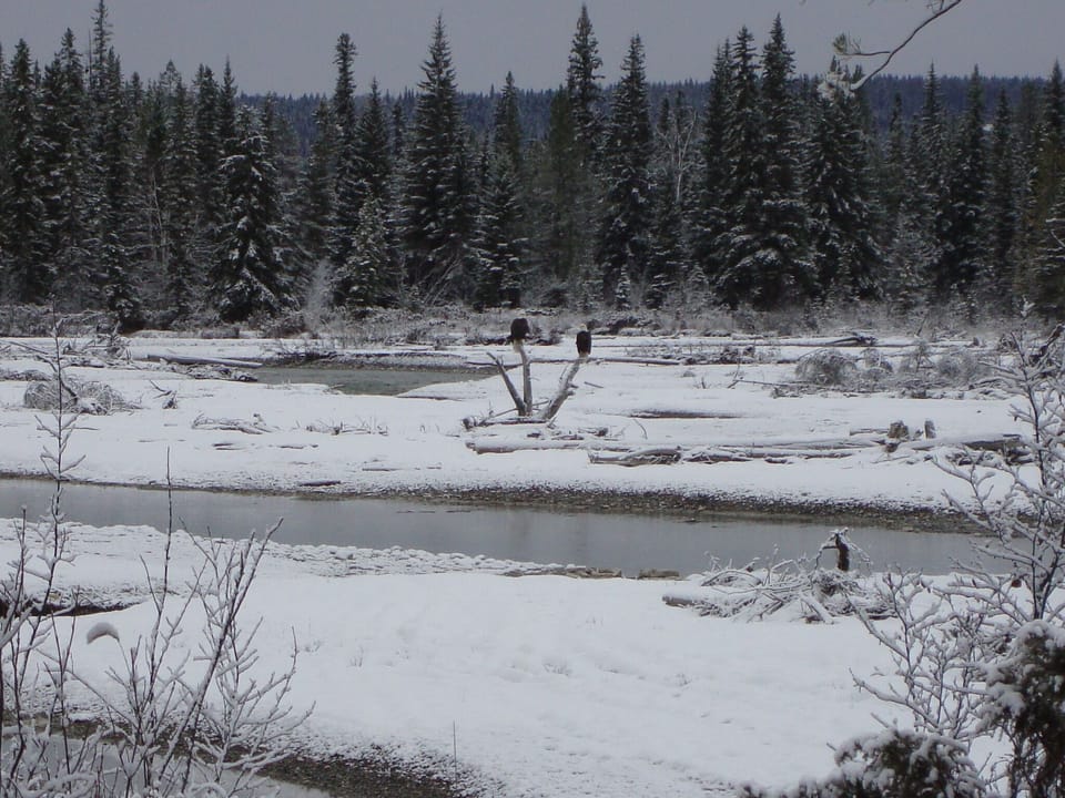 The Bald Eagles in November