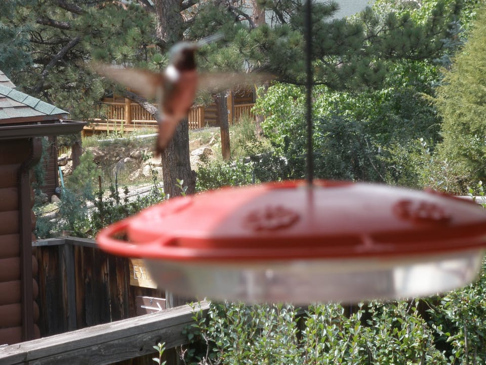 Summertime the hummers are everywhere!  Enjoy meals watching them up-close!