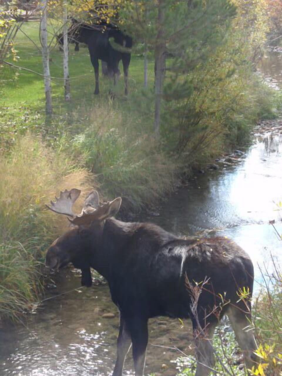 Regular visitors at the Aspens area