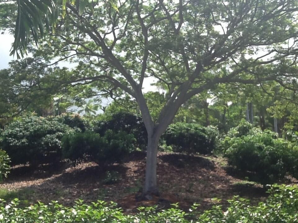 Mango orchard behind the cottage with one of the two Monkey Pod trees on the lot