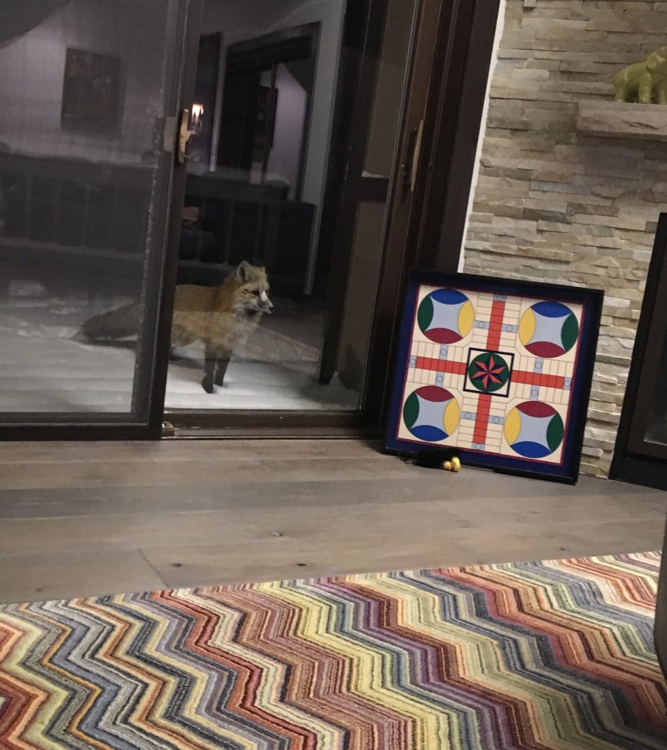 One evening a fox looked into our living room.  Isn't he beautiful?