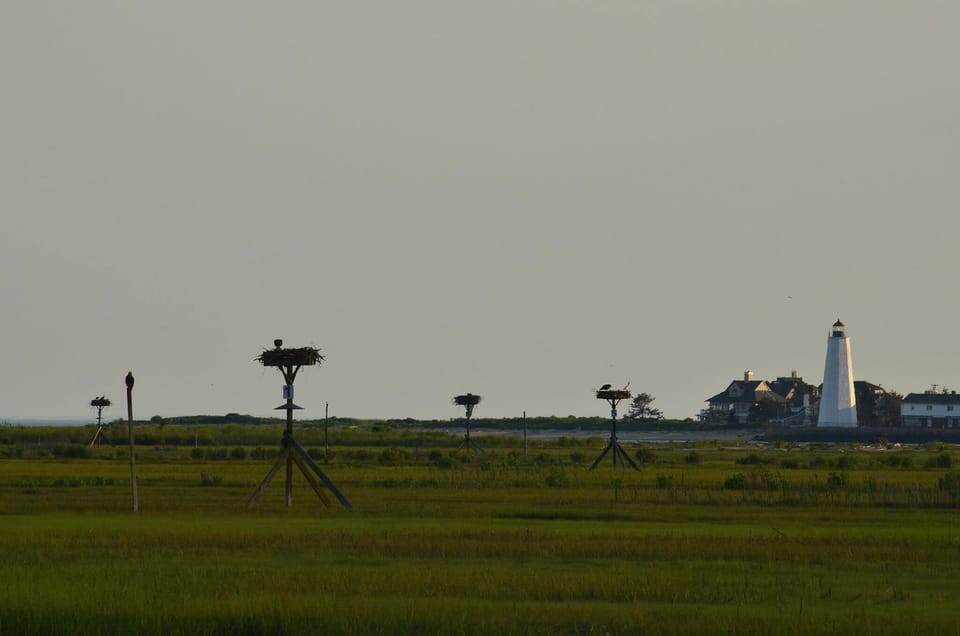  Osprey Sightings