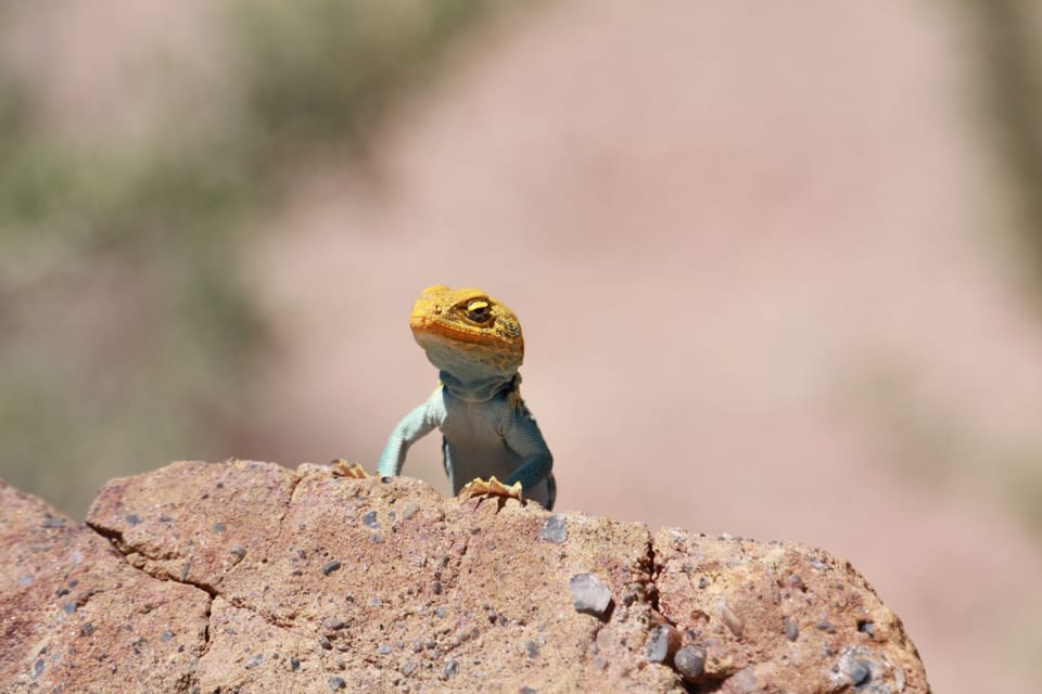 Come and see the Moab sites.
