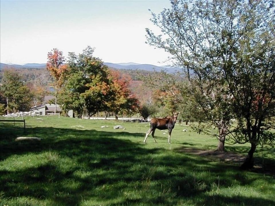 moose in pasture above our cottage :)
