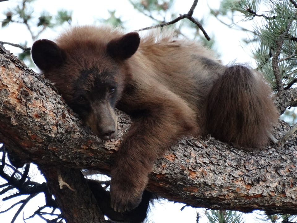 Resting in the adjacent tree to the cabin
