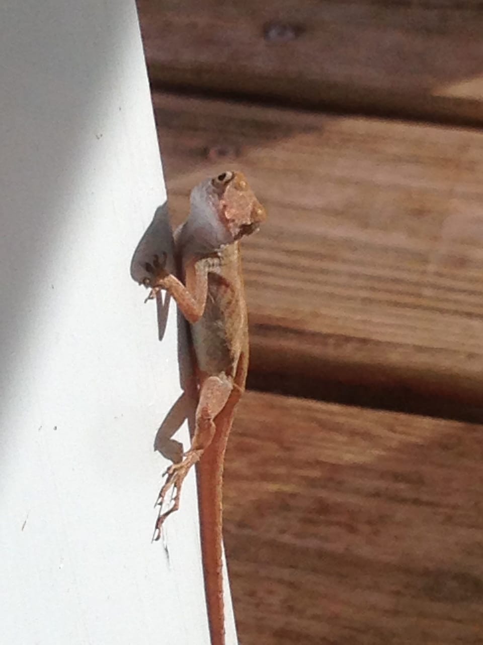 Geckos visit the deck 