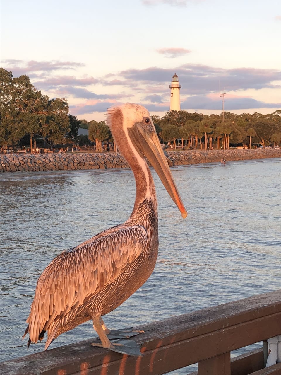 Sunset with pelican at the Pier