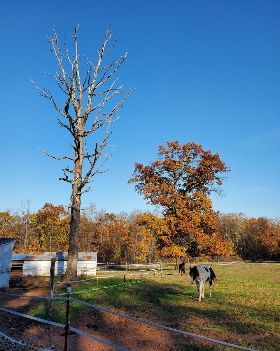 Here's a view of the east side of the property showing the horse pasture.