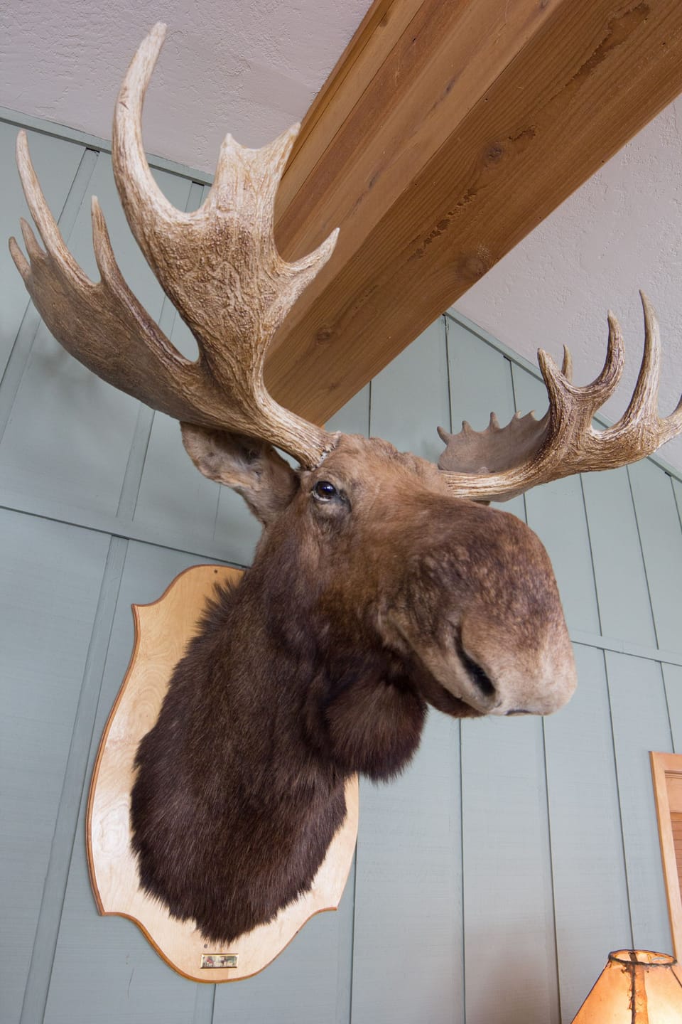 Meet Fred The House Moose.  He's been here a long time and you will love him.