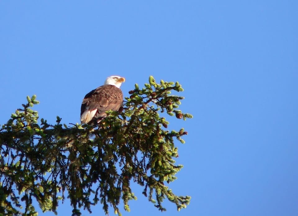 visiting eagle on property tree