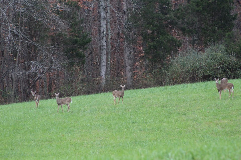 Lots and lots of inquisitive deer.