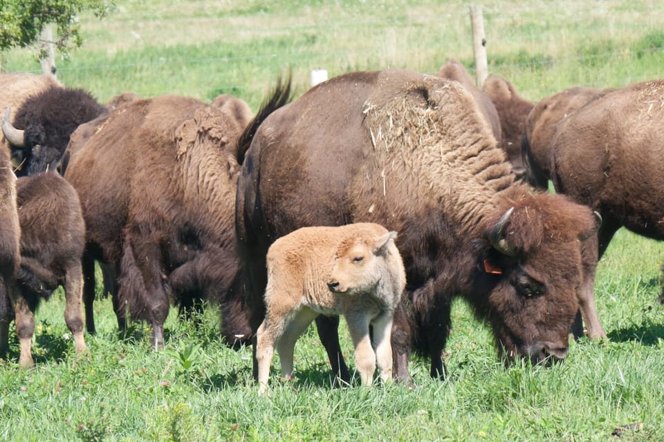 Yes, they're real Buffalo! There is a Buffalo farm just down the road