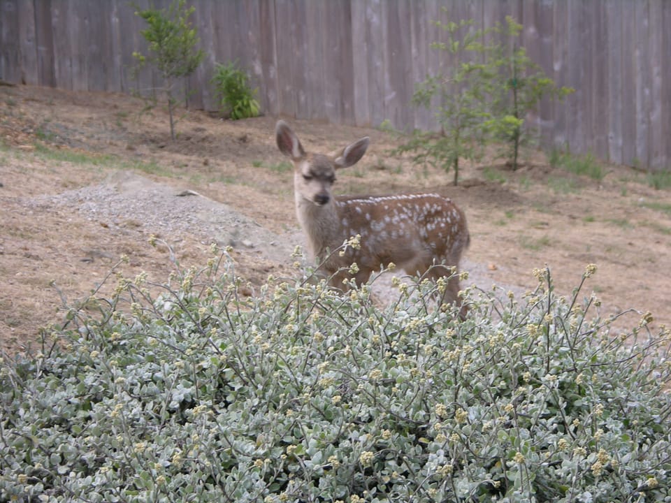 Local wildlife is abundant here including deer, birds and sea life.