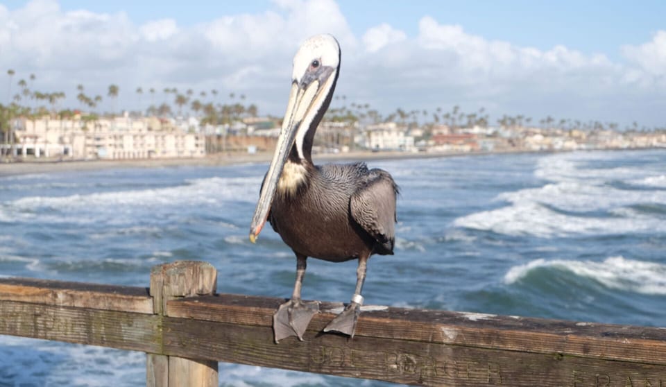 Pelican at the pier