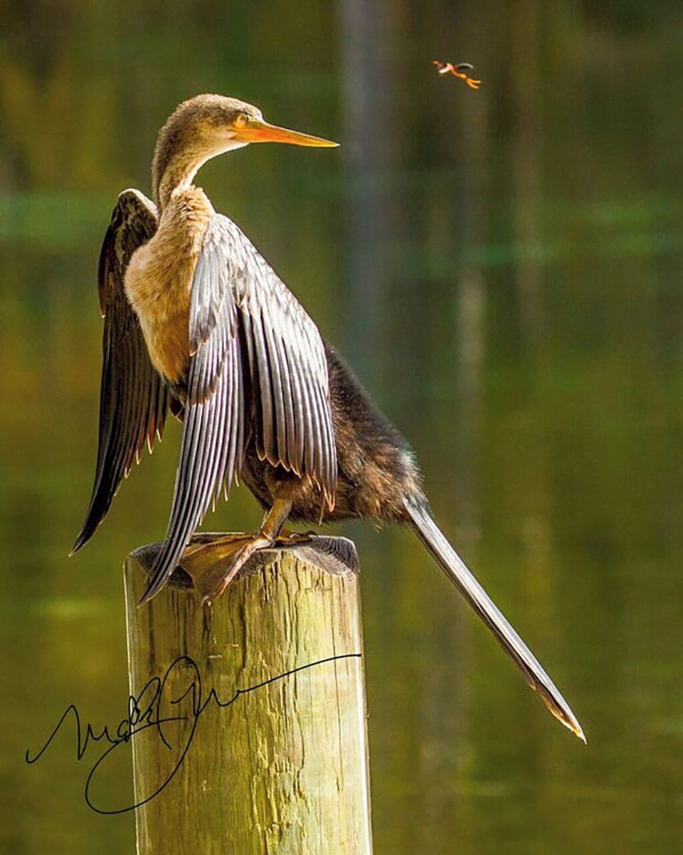 Our kids named him "Fred", (but could be "Frieda"); visits Chimera daily...!