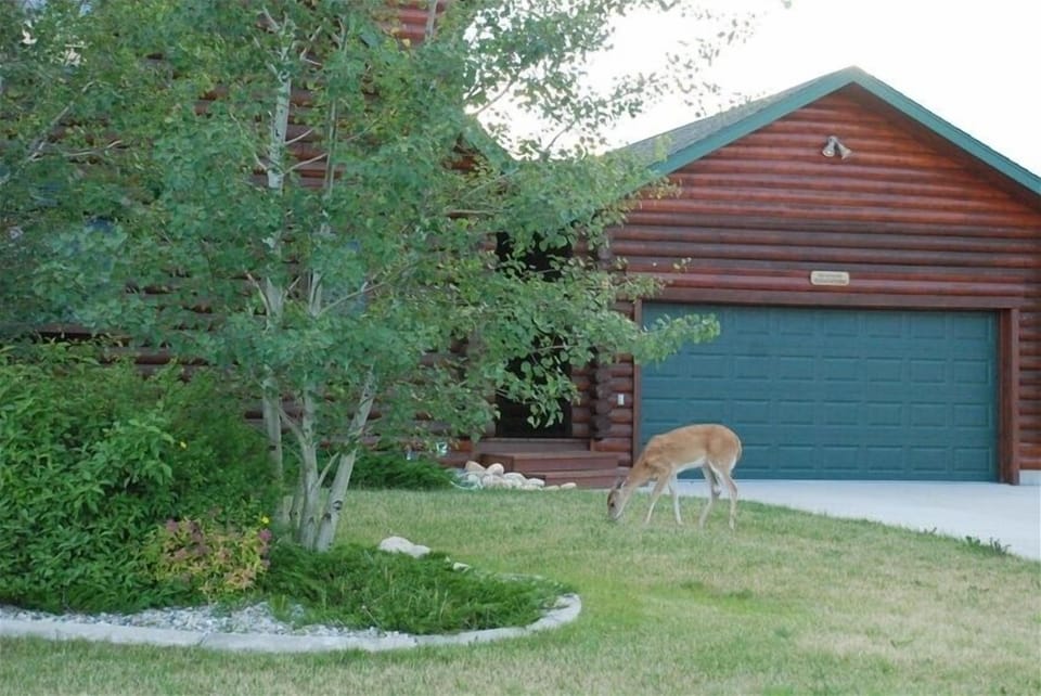 Front lawn... the deer are our most frequent guests!