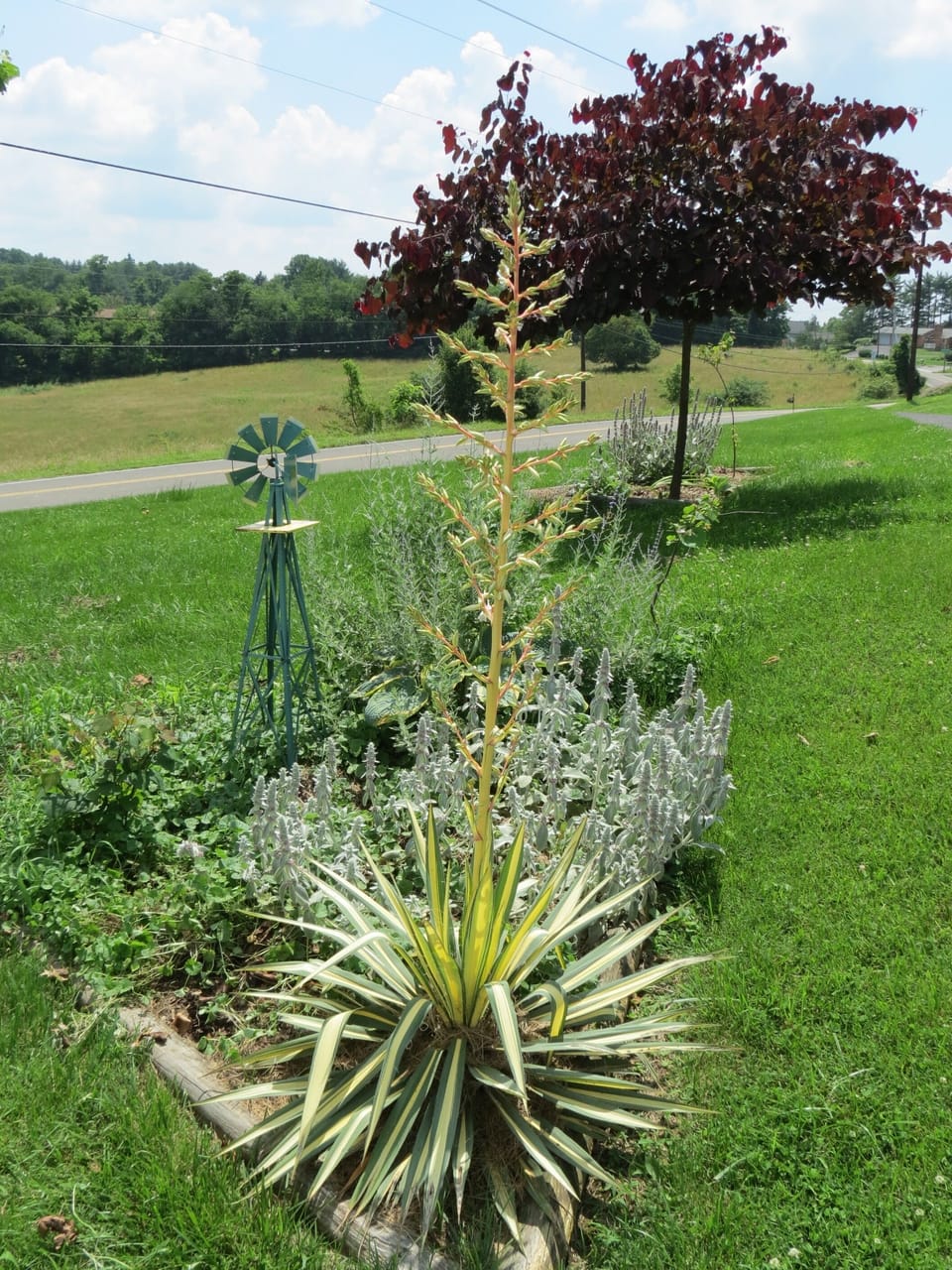 Gardening at the Cozy Cottage

