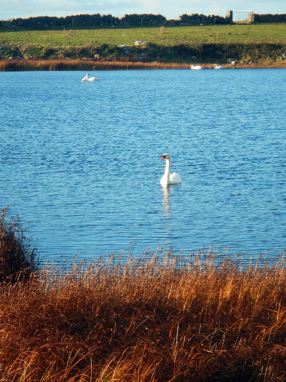 Resident Swans on Lough Murree, 2 minutes walk from the Cottage