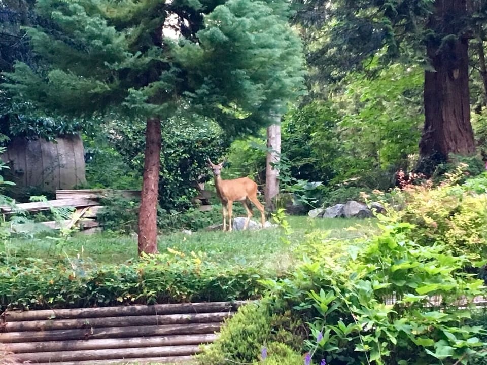 Occasional visitors