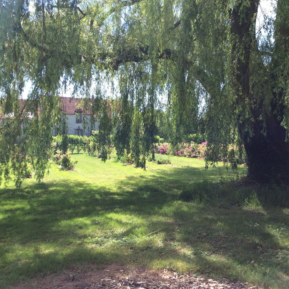 the garden
