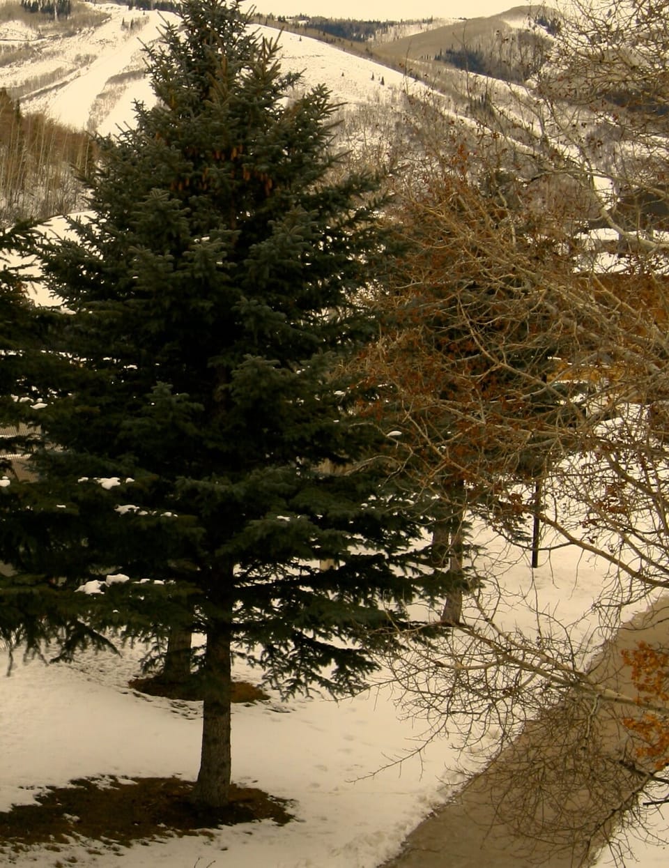 Views from the deck of trees, and partial views to PC ski slopes