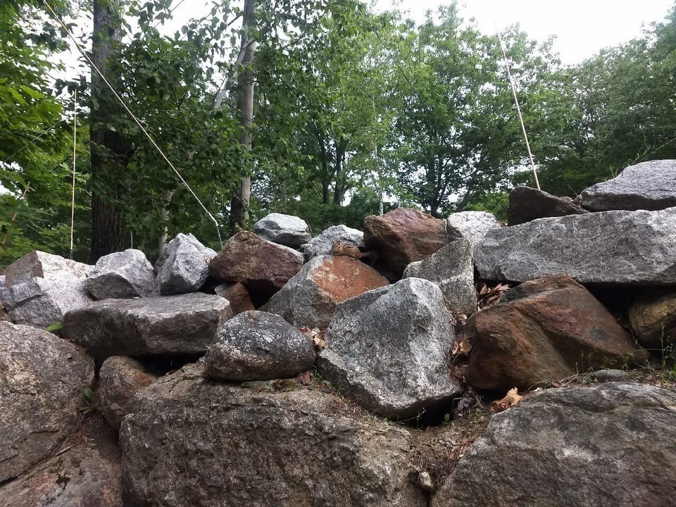 Adorable chipmunks skitter and chirp