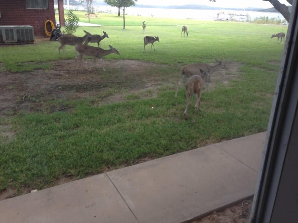 We have tons of deer.  This picture was taken inside from the dining room area.