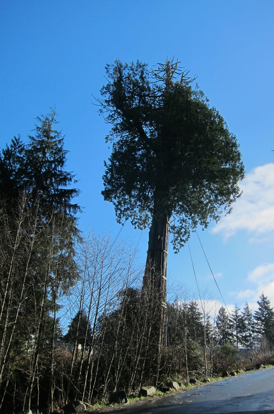 The famous Eik Street tree