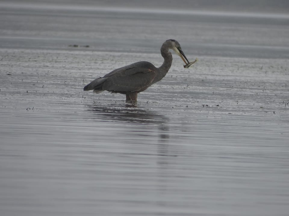 A Great Blur Heron catching dinner
photo: Mieke Ballard