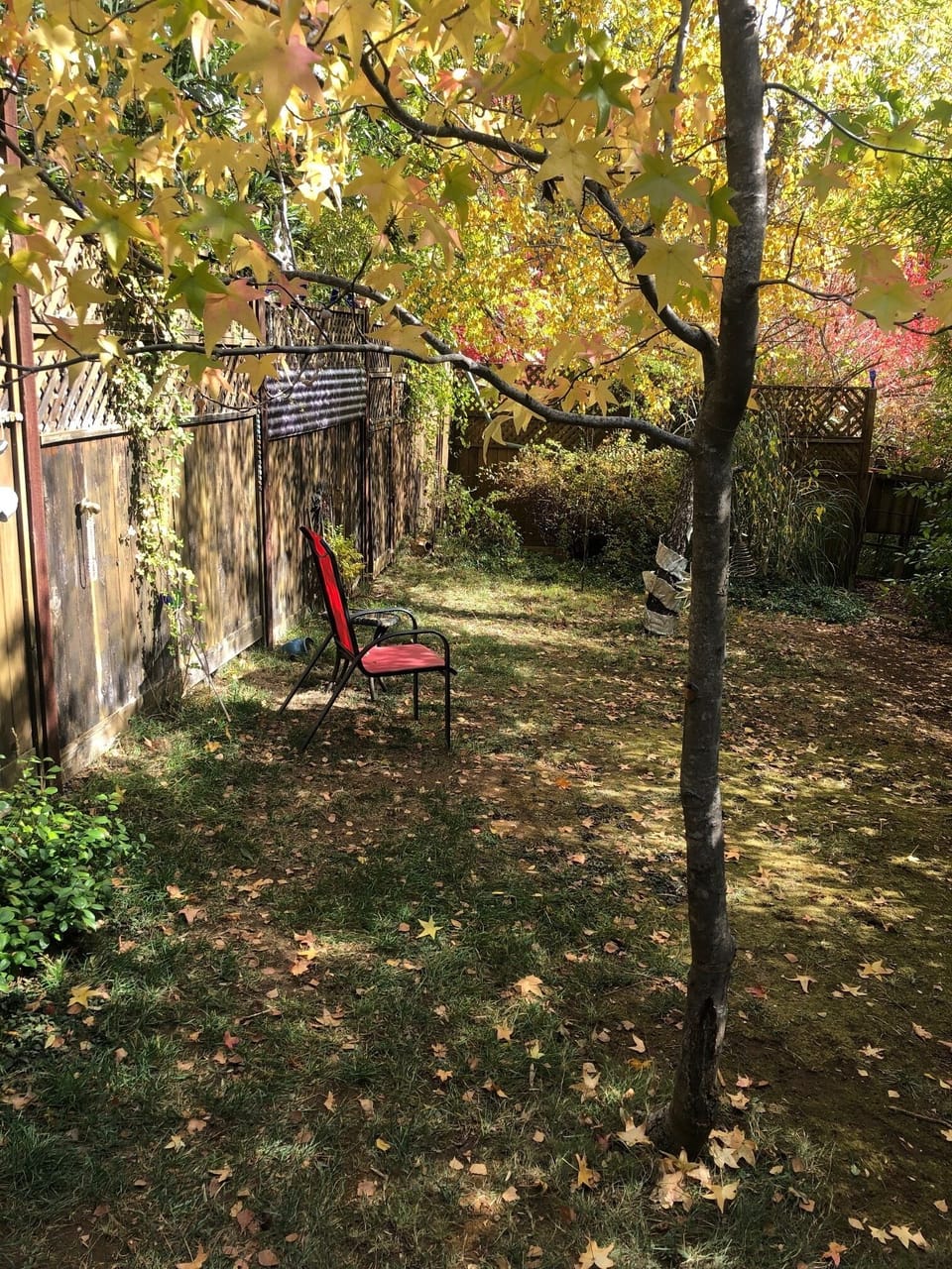 View from studio entry into backyard during fall.