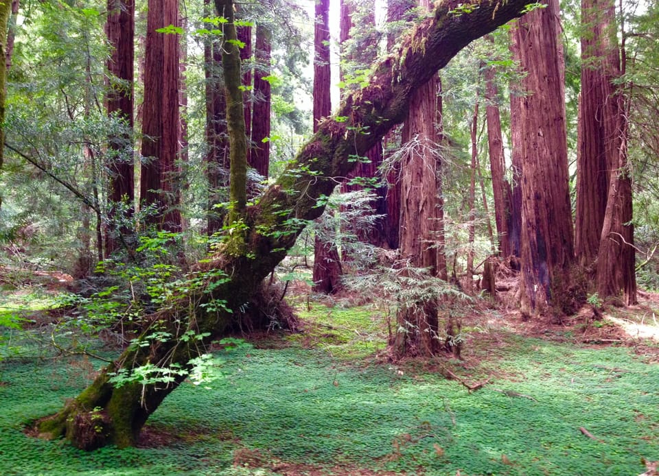 Muir Woods
