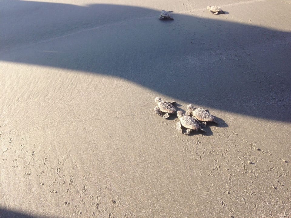 Join the turtle patrol
 early in the am! 