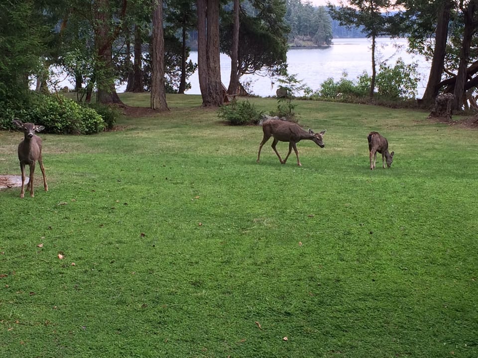 Island deer frolicking in the yard