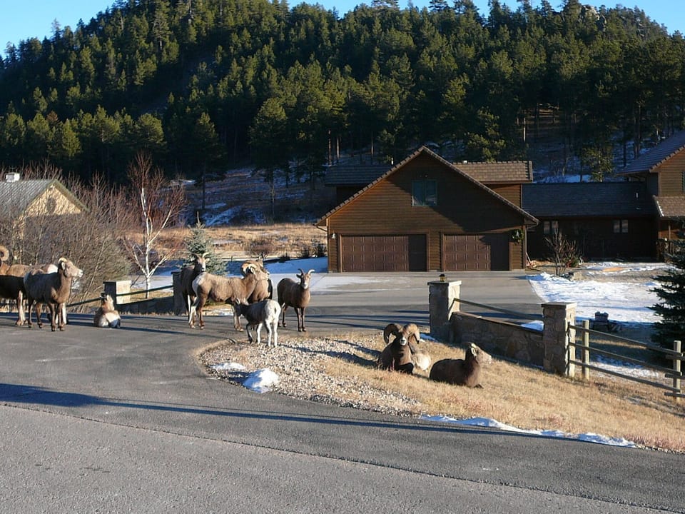 Big Horn sheep visiting in the winter.