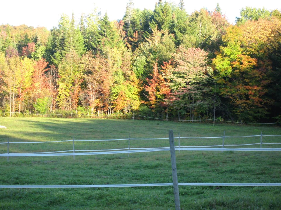 Fall colors across the meadows often are the backdrop for wildlife.