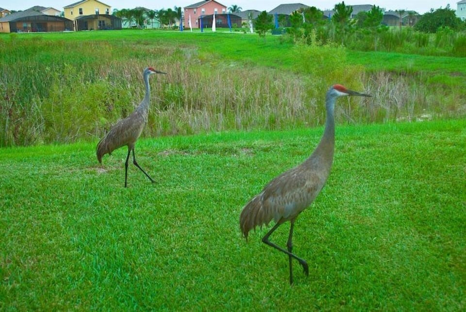Conservation in the back of the villas