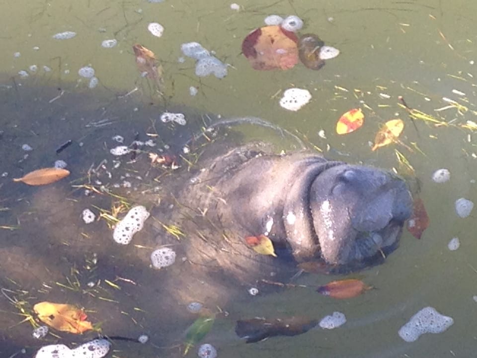 Manatees Up Close and Personal