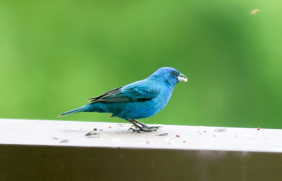 Bird spotters rejoice! Learn new species like this Indigo Bunting.