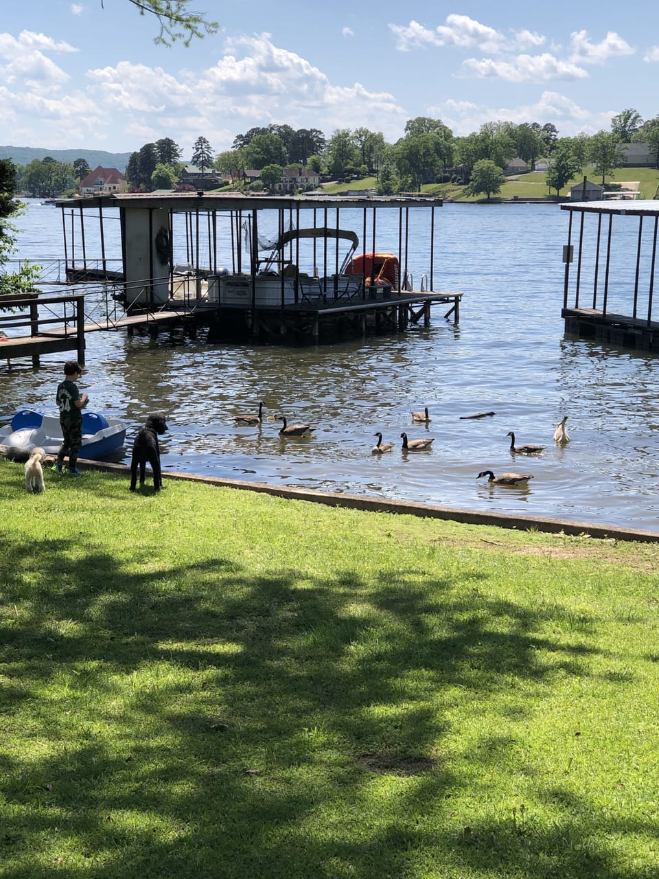 Lots of geese visit :)