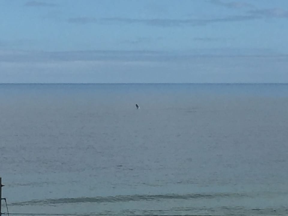 View from Deck of Whale Jumping 
