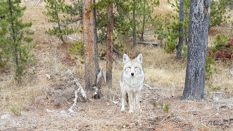 A coyote in late fall before the park prepares the roads for over-snow vehicles.