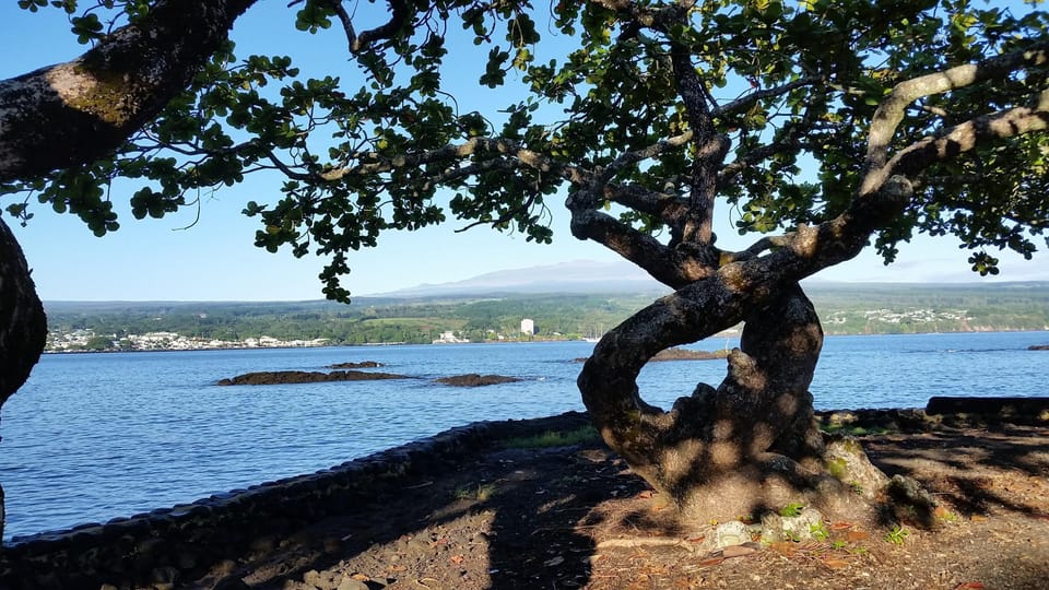 Coconut island