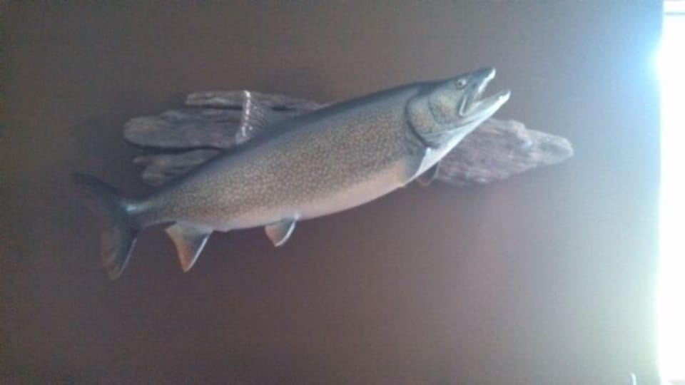 Mackinaw caught in 2013 in Loon Lake by one of the homeowners
