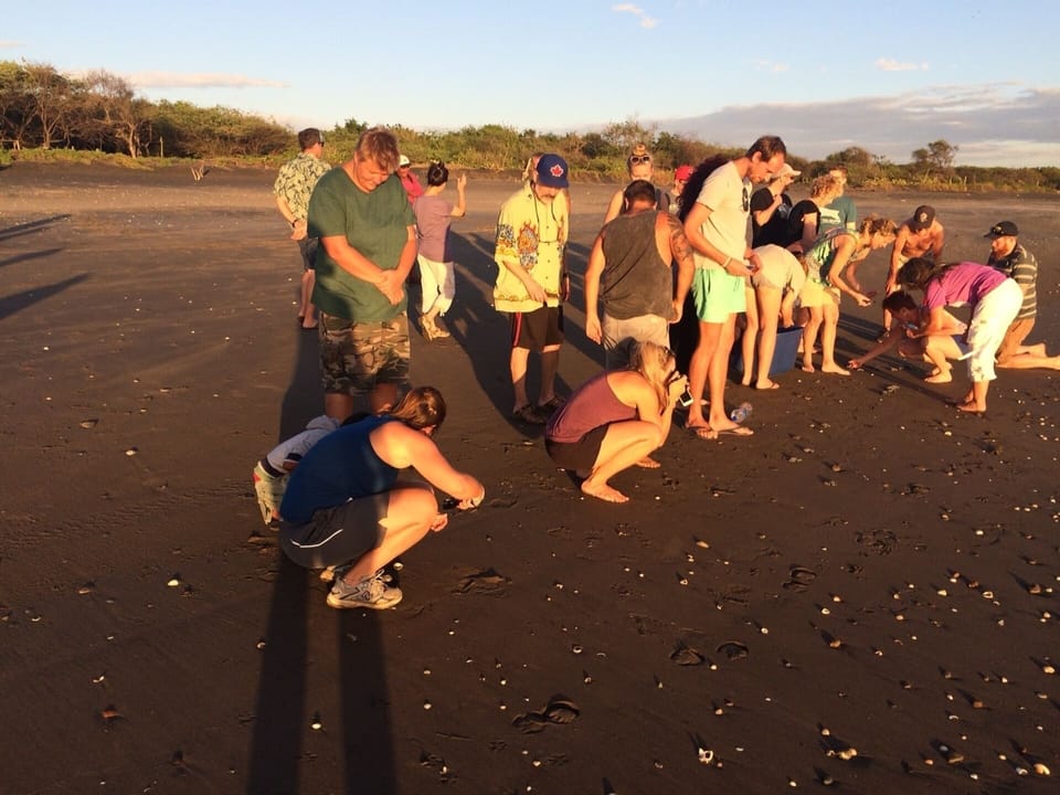 Baby Sea Turtles released at 5pm each night from October to late January