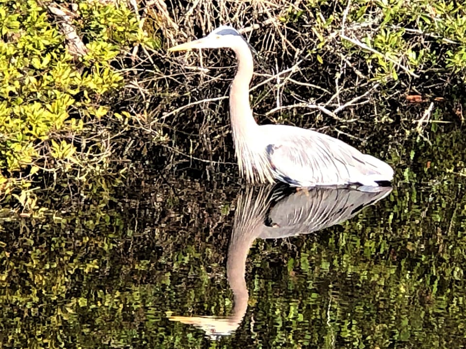 Heron in Our Pond
