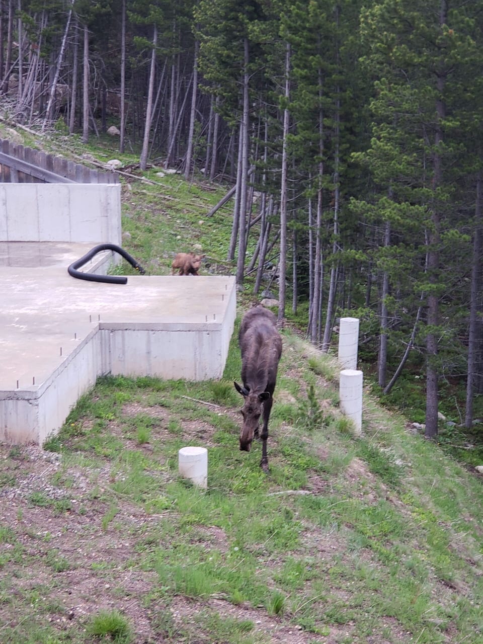 Mama and baby moose coming for a visit