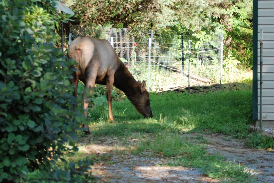 This girl is about 4 feet away from the kitchen/dining area windows