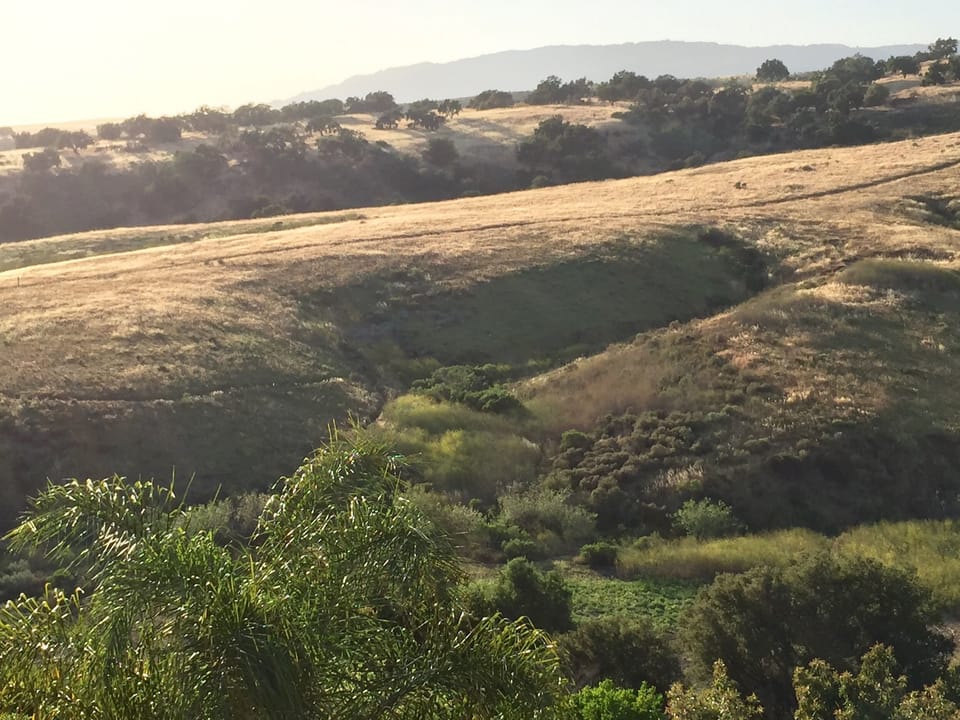 More backyard photos.