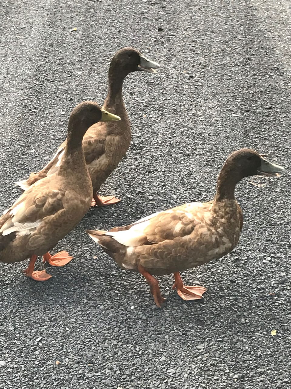 Huey Dewey and Louie.